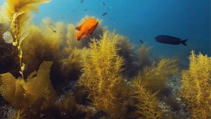 Lees meer over het artikel Underwater Naturalist