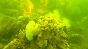 Lees meer over het artikel Zeeland Weekend 2025