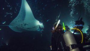Lees meer over het artikel Night Diver