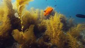 Lees meer over het artikel Underwater Naturalist