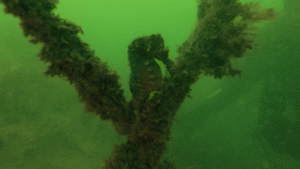 Lees meer over het artikel Advanced Open Water; geslaagd!